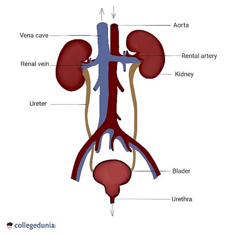 porn urethral